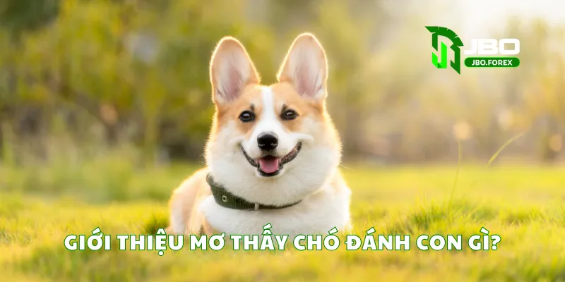 Giới thiệu mơ thấy chó đánh con gì?
